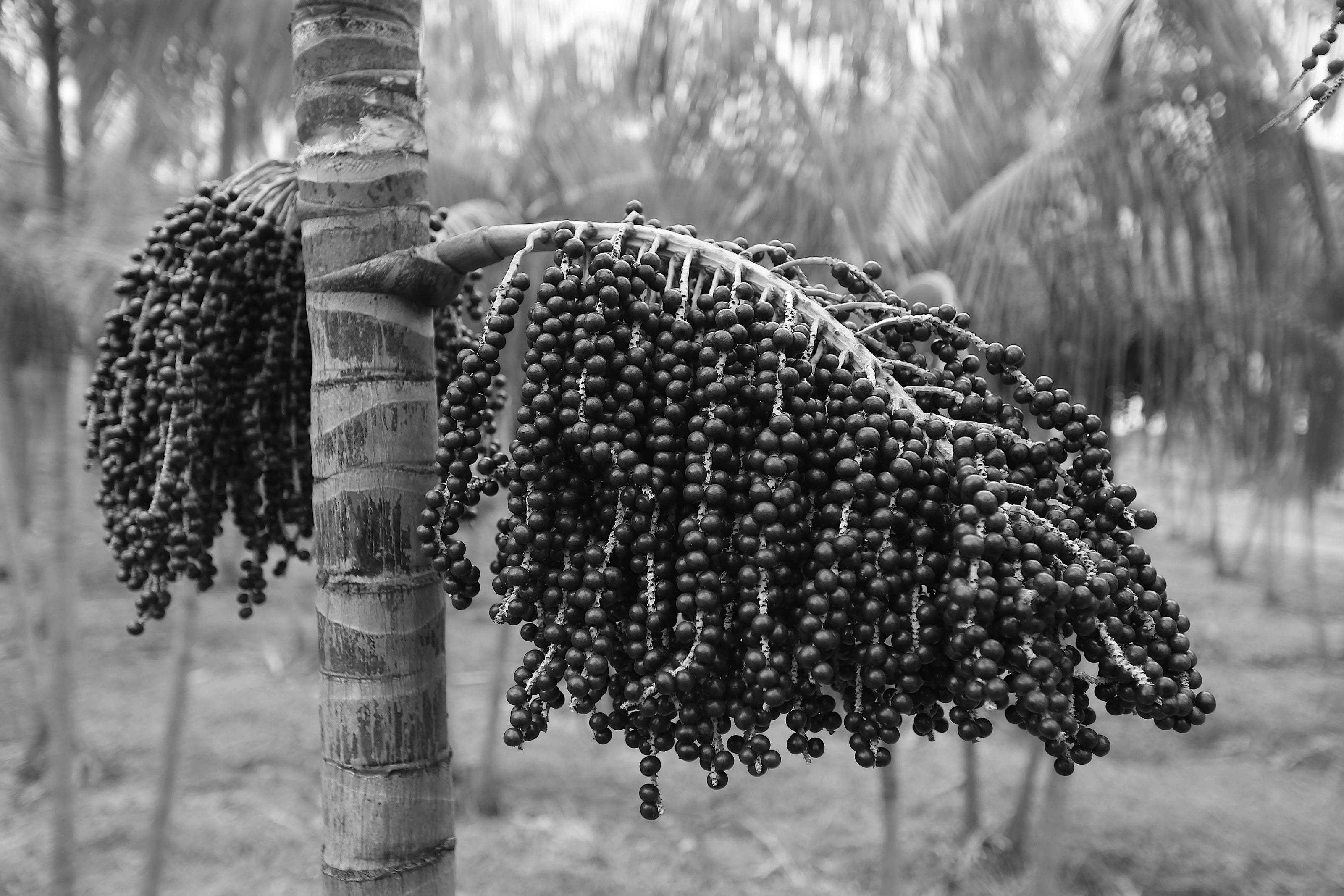 Cacho de açaí